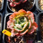 레인드랍 771019 다육식물