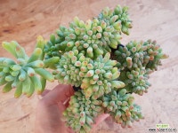 을려심 철화 737 다육철화