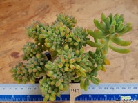 을려심 철화 737 다육철화