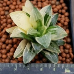 수금 하월시아금 금끼좋고사이즈좋아요  101 산아래다육이 하월시아