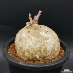 자트로파  1022-42 다육식물