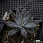 웅구아쿨라타532 다육식물