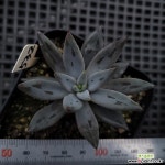 웅구아쿨라타532 다육식물