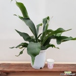 [진아플라워] 운치가 물씬 풍기는 박쥐란  230 공기정화식물