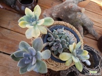 석연화금10-743 다육식물