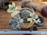 석연화금10-743 다육식물