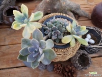 석연화금10-743 다육식물