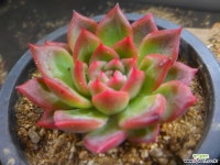 파이어필라 1023-755 다육식물