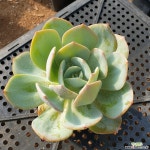 백봉(623) 다육식물