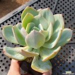 백봉(623) 다육식물