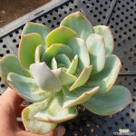 백봉(623) 다육식물