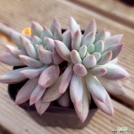 사랑미인 다육식물