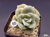 러블리로즈 다육식물