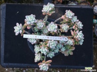 라울 중품 S9221 다육식물