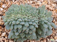 화이트팜철화 410-1131 다육철화