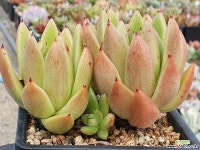 레이 410-1133 다육식물