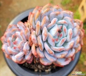 오렌지먼로 2두군생 묵은둥이-16 다육식물