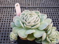 멕시코로즈1025 다육식물