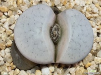 백곡옥 110-1239 코노피튬