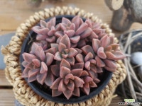 프리티10-885 다육식물