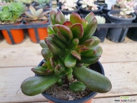 우주목02689 다육식물