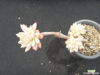 수빙 1026 다육식물