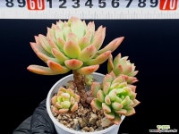 마커스 34-327 다육식물