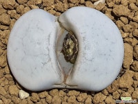 백곡옥 110-1259 리톱스/메셈