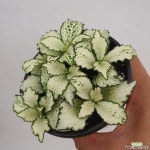 플로스토어 화이트스타 휘토니아 특급 공기정화식물