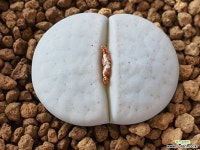 백곡옥 110-1634 리톱스/메셈