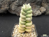 기천금 1028 다육금