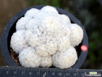 몽실몽실 백성 다육식물