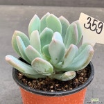 신데렐라 1029-359 다육식물