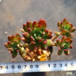 미니벨 771029 다육식물