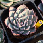 라레가 771029 다육식물