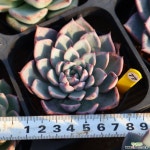 라레가 771029 다육식물