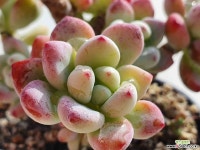 라울 0645 1028 다육식물