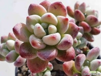 라울 0645 1028 다육식물