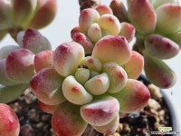 라울 0645 1028 다육식물