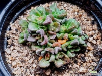 수자나에 38-282 다육식물