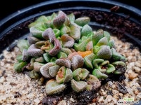 수자나에 38-282 다육식물