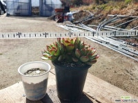 칼리스토 8.55 1029 다육식물