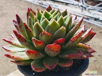 샤이닝펄 0364 1029 다육식물