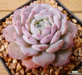 어메이징그레이스 다육식물