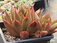 원종론에반스 410-1318 다육식물