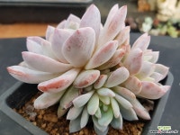 오렌지먼로3두5326 다육식물