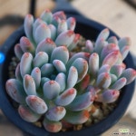 동미인 다육식물