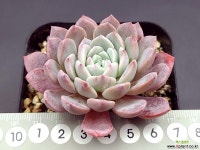 라피네 다육식물