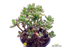 구미리(합식) 다육식물