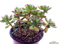 구미리(합식) 다육식물